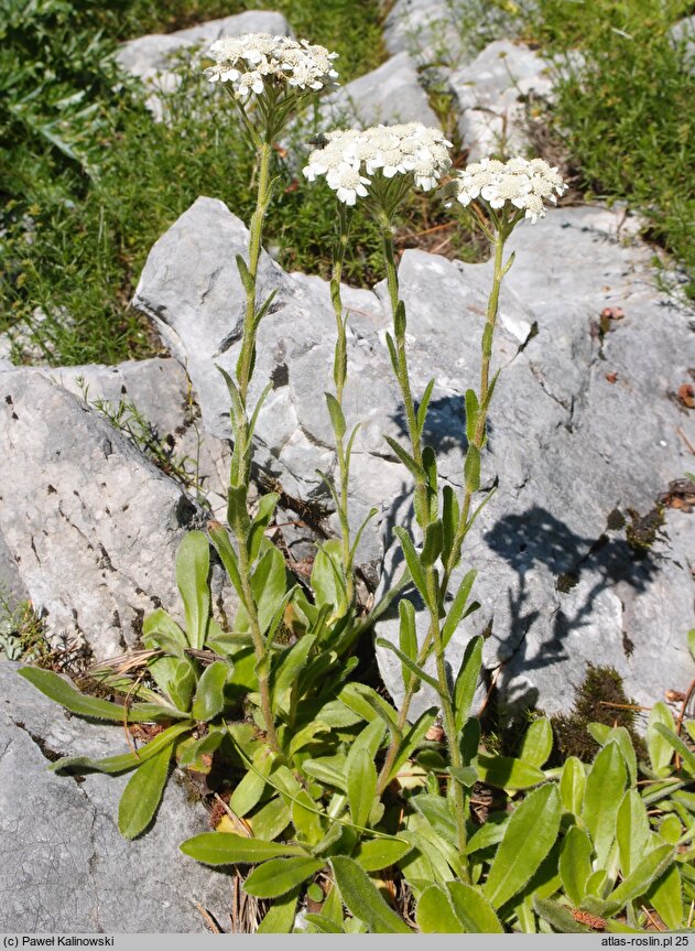 Achillea lingulata (krwawnik językolistny)