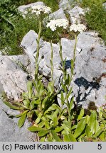 Achillea lingulata (krwawnik językolistny)