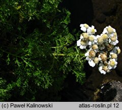 Achillea multifida