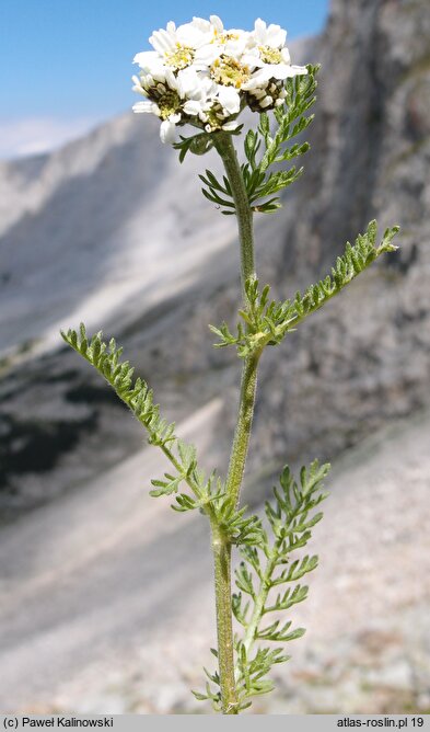 Achillea multifida