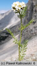 Achillea multifida