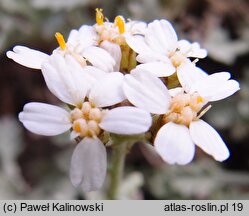 Achillea umbellata (krwawnik baldaszkowaty)