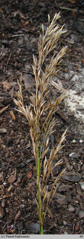 Achnatherum calamagrostis (chropiatka trzcinnikowata)