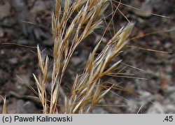 Achnatherum calamagrostis (chropiatka trzcinnikowata)