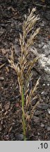 Achnatherum calamagrostis (chropiatka trzcinnikowata)