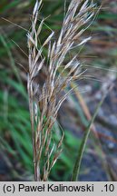 Achnatherum calamagrostis (chropiatka trzcinnikowata)