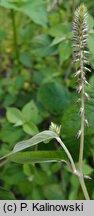 Achyranthes aspera (achyrantes ostry)