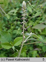 Achyranthes aspera (achyrantes ostry)