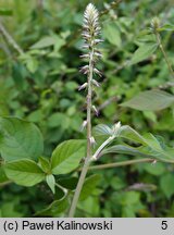 Achyranthes aspera (achyrantes ostry)