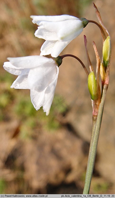 Acis valentina