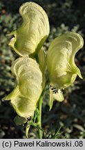 Aconitum anthora (tojad południowy)