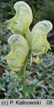 Aconitum anthora (tojad południowy)