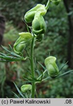 Aconitum anthora (tojad południowy)