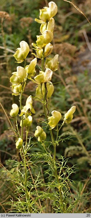 Aconitum anthora (tojad południowy)