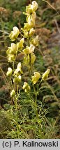 Aconitum anthora (tojad południowy)