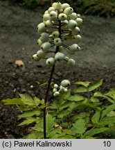 Actaea rubra (czerniec czerwony)