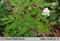 Actaea pachypoda (czerniec grubopędowy)