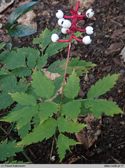 Actaea pachypoda (czerniec grubopędowy)