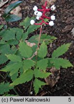 Actaea pachypoda (czerniec grubopędowy)