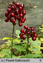 Actaea rubra (czerniec czerwony)