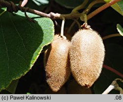 Actinidia chinensis var. chinensis (aktinidia chińska)