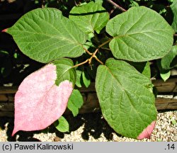 Actinidia kolomikta (aktinidia pstrolistna)