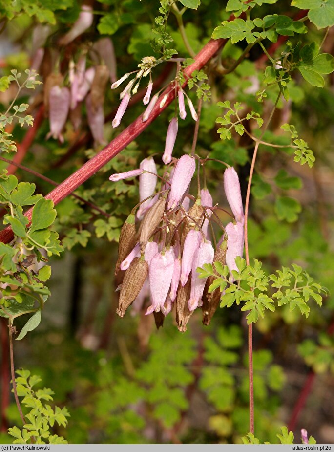 Adlumia fungosa