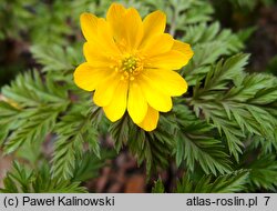 Adonis amurensis (miłek amurski)