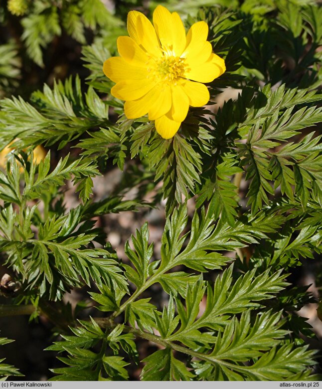 Adonis amurensis (miłek amurski)