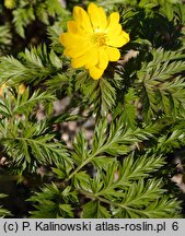 Adonis amurensis (miłek amurski)