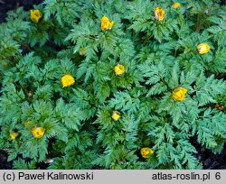 Adonis amurensis (miłek amurski)