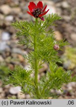 Adonis annua (miłek jesienny)