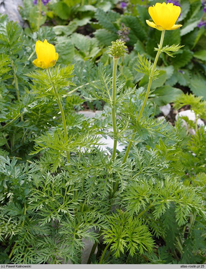 Adonis pyrenaica (miłek pirenejski)