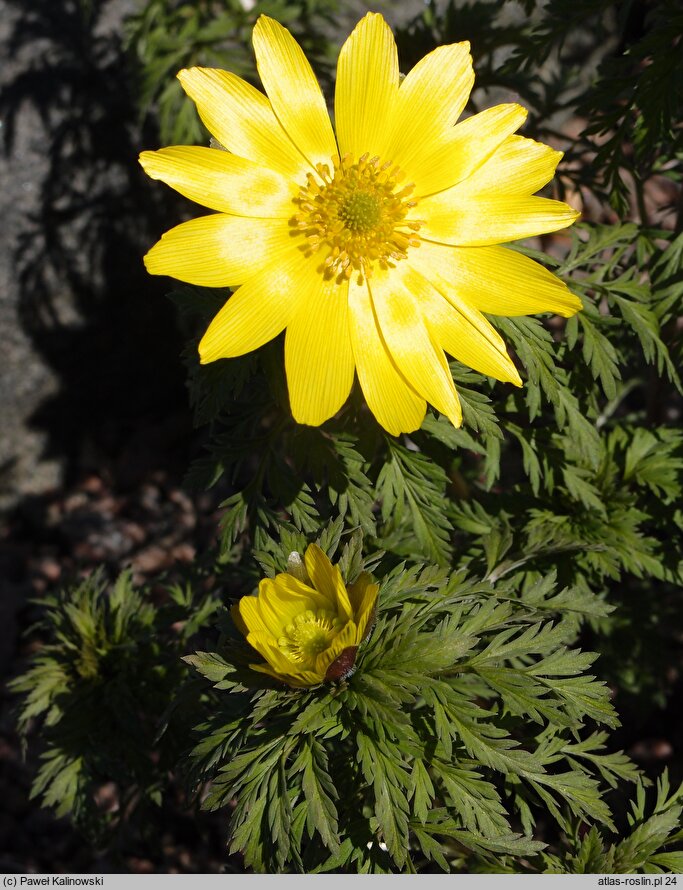 Adonis wolgensis (miłek wołżański)