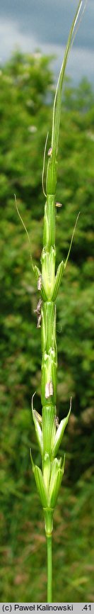 Aegilops cylindrica (egilops cylindryczny)