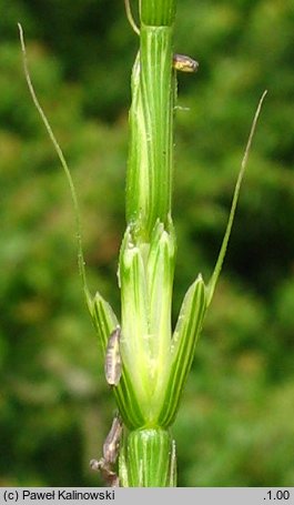 Aegilops cylindrica (egilops cylindryczny)