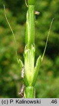 Aegilops cylindrica (egilops cylindryczny)