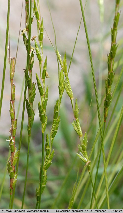 Aegilops ligustica (egilops orkiszowaty)