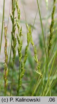 Aegilops ligustica (egilops orkiszowaty)