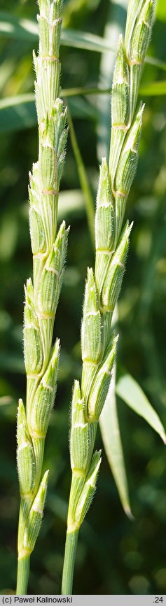 Aegilops ligustica (egilops orkiszowaty)