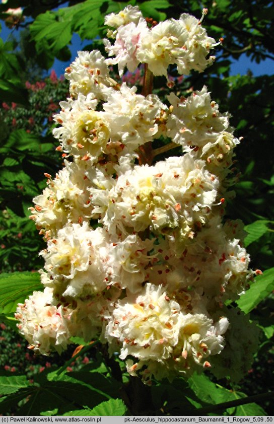 Aesculus hippocastanum Baumannii