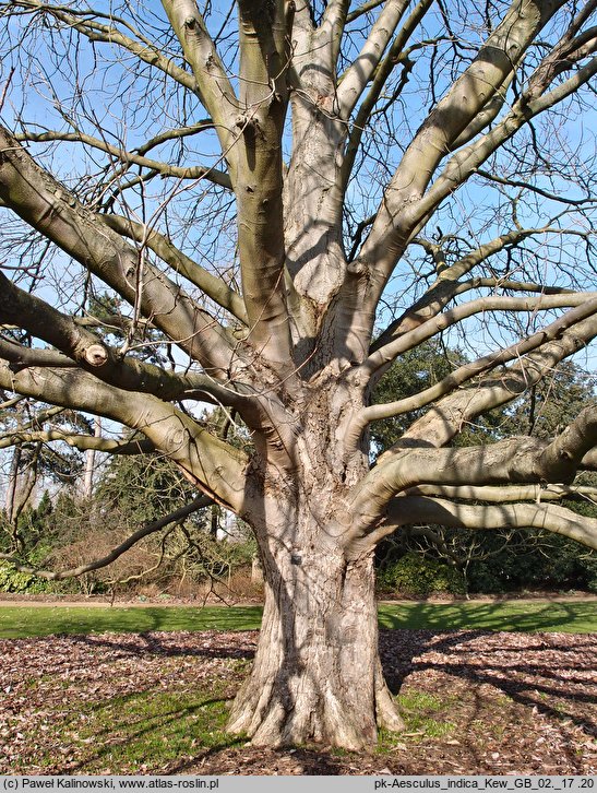 Aesculus indica (kasztanowiec indyjski)