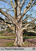 Aesculus indica (kasztanowiec indyjski)