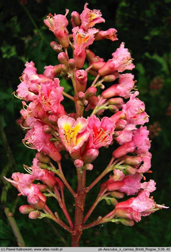 Aesculus carnea Briotii