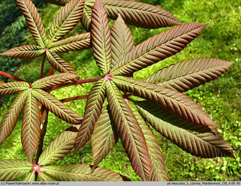 Aesculus carnea Plantierensis