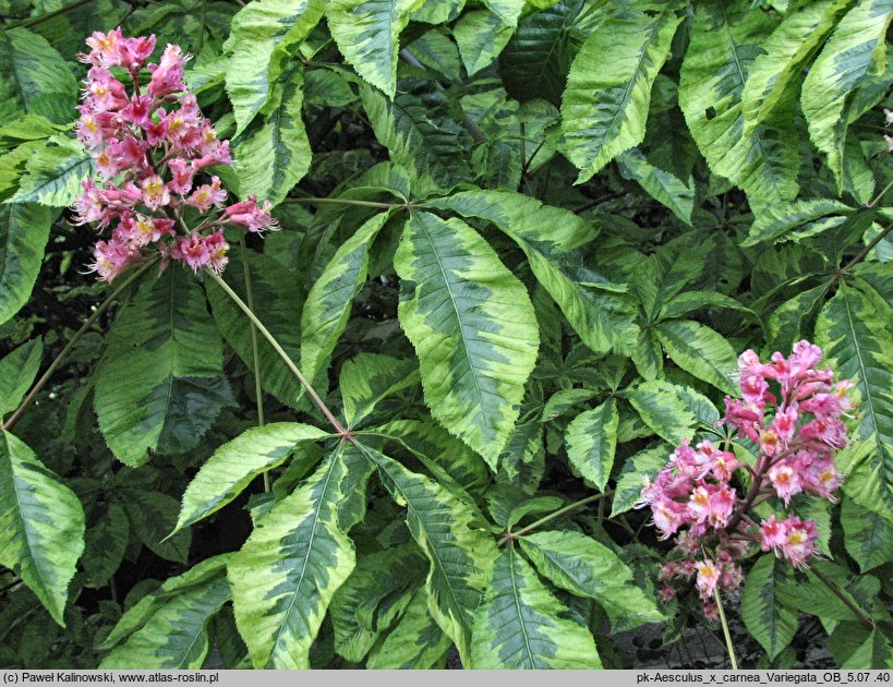 Aesculus carnea Variegata