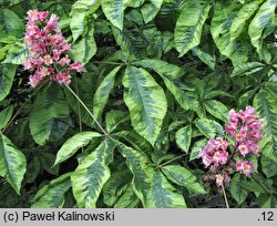 Aesculus carnea Variegata