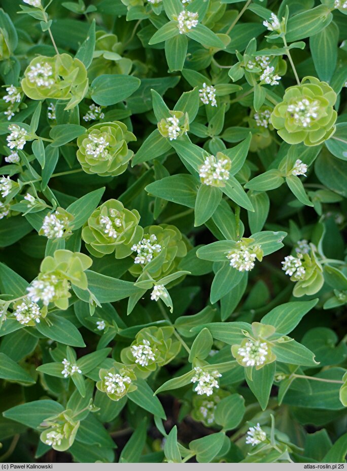 Aethionema arabicum