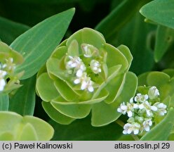 Aethionema arabicum