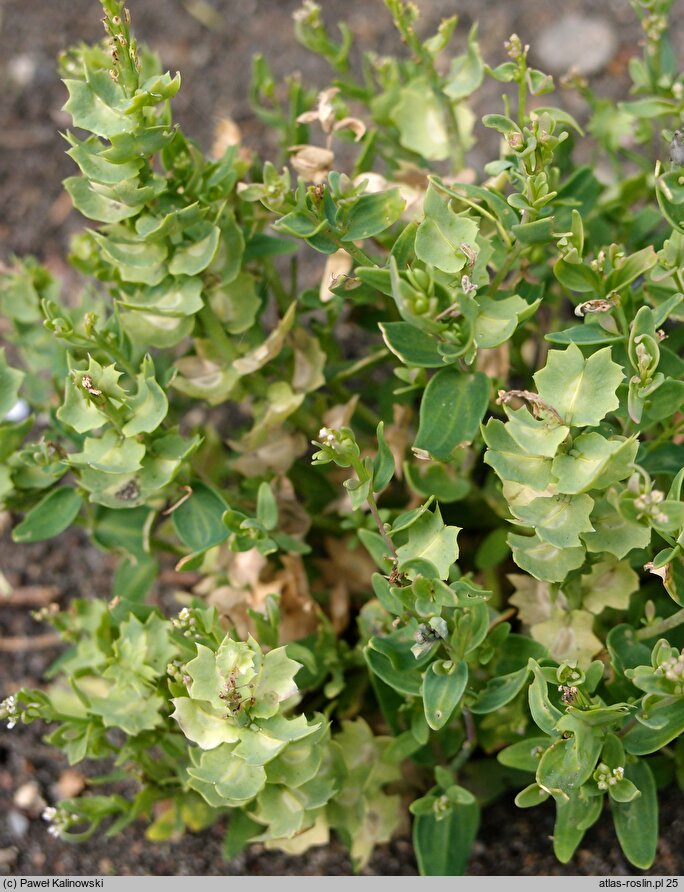 Aethionema carneum